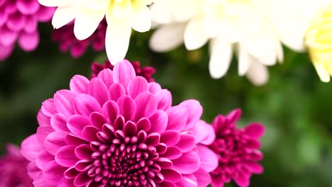 Pink-flowers-in-slow-motion