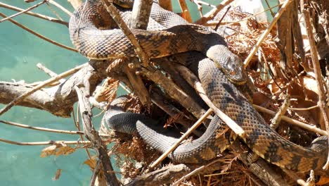 Two-diamondback-water-snakes-resting-on-a-tree-branch-over-the-river-on-a-sunny-day-at-the-park-in-San-Antonio