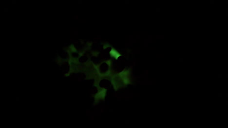 The-bioluminescent-fungus,-Panellus-Stipticus-is-seen-at-twilight