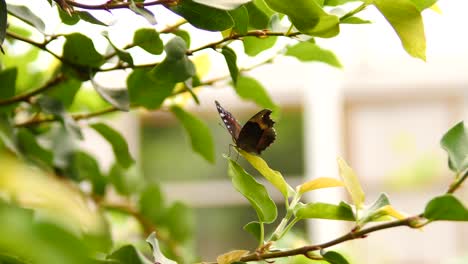 Garden-Commodore-Butterfly-sits-on-green-leaf-near-a-white-framed-house-window