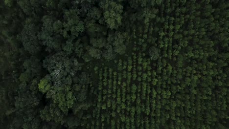 Drone-flying-over-a-planted-pine-forest-in-Florida