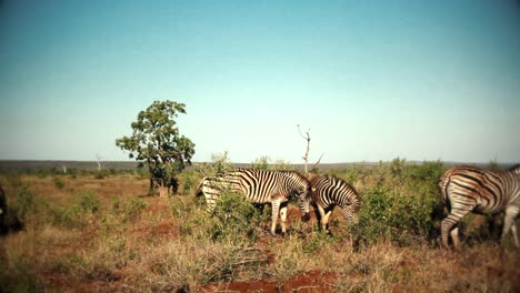 Eine-Gruppe-Frei-Laufender-Zebras-In-Afrika