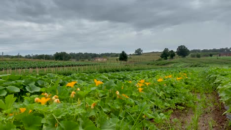 Pushing-in-time-lapse-on-zucchini-plants-and-flowers-as-clouds-move-by