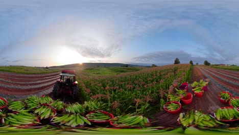 360-VR-Aufnahme-Eines-Landwirts,-Der-Mais-Zur-Pritsche-Hinter-Dem-Traktor-Trägt-Und-Bei-Sonnenaufgang-Durch-Das-Maisfeld-Fährt