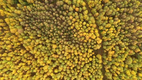 Birds-eye-view-of-forest-with-autumn-colours