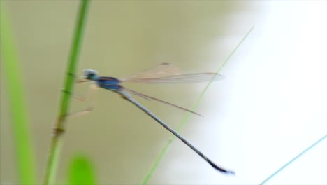 British--Dragonfly-Blue-.
