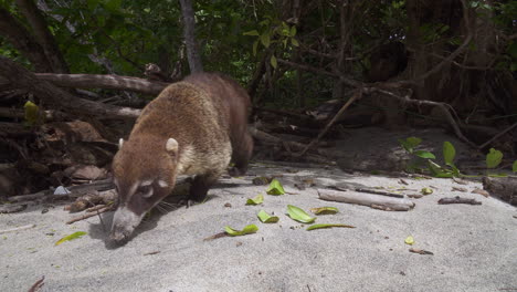 White-nosed-coati-digging-in-the-sand-for-food-in-Costa-Rica-jungle,-Close-Up