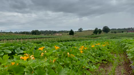 Time-lapse-on-zucchini-plants-and-flowers-as-clouds-move-by