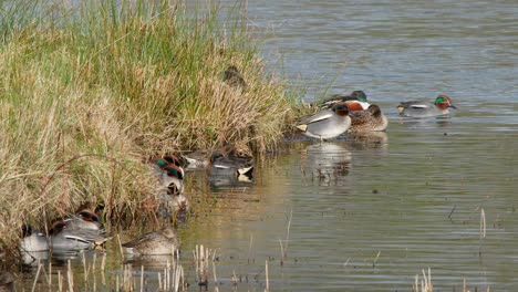 A-group-of-colourful-common-teal-ducks-resting-on-a-small-island-with-others-swimming-on-the-water-nearby,-at-the-Caerlaverock-wetland-centre-South-West-Scotland