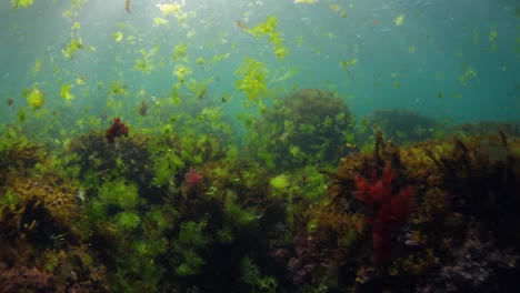 Schwimmen-Durch-Algen-Am-Meeresboden-Entlang