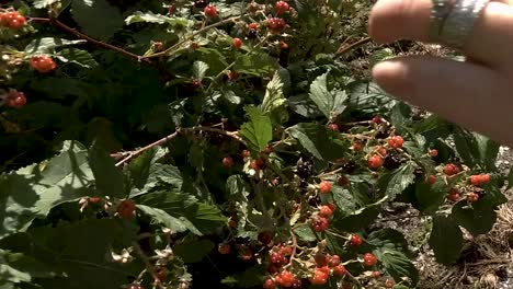 CLOSE-UP-of-women's-hand-picking-black-berries