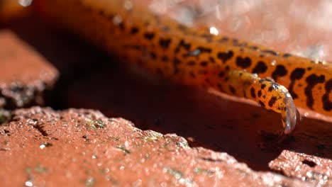 Extreme-closeup-of-the-lower-side-of-a-long-tailed-salamander-while-it-is-walking-slowly-showing-the-sticky-feet