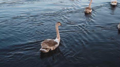 Una-Familia-De-Cisnes-Nadando-Tranquilamente-Por-Un-Canal