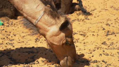 Closeup-of-a-camel-eating-in-Merzouga,-Morocco