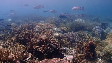 Disfruta-De-Un-Arrecife-Saludable-En-Raja-Ampat,-Indonesia