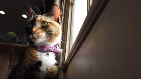 A-low-angle-of-a-beautiful-calico-cat-looking-around-outside-watching-birds-from-a-kitchen-door-in-slow-motion