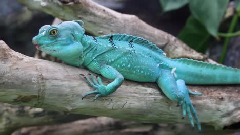 Lagarto-Iguana-Azul-Turquesa-Descansando-En-El-Zoológico-De-Cerca