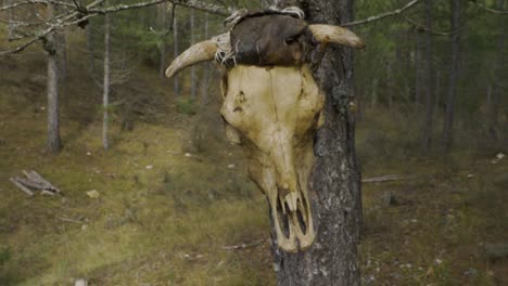 A-cow-skull-hanging-on-a-tree
