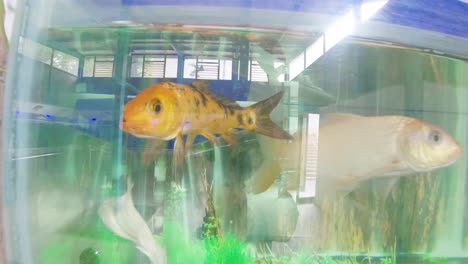 Bunte-Fische-Im-Wassertank-Im-Zoopark-Erschrecken-Die-Fische-Im-Aquarium-Stockvideo