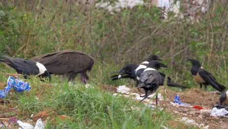 A-white-backed-vulture-and-white-necked-ravens-picking-through-trash-in-a-rubbish-heap-in-urban-Africa