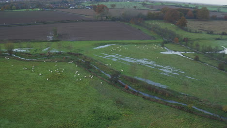 Aerial-sweeping-shot-of-the-River-Stour,-Kent,-UK-with-sheep-grazing-on-the-flooded-fields