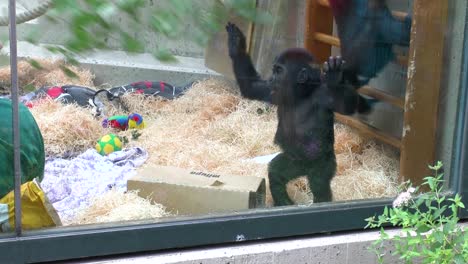 Baby-gorillas-with-playing-with-zookeeper-in-Zoo