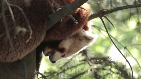 Nahaufnahme-Eines-Roten-Pandas,-Der-Auf-Einem-Baum-Ruht