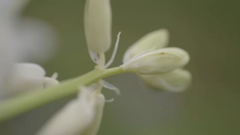 White-Bluebell-flower-macro