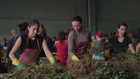 Mujeres-Españolas-Clasificando-Plantas-De-Fresa-En-Busca-De-Tallos-Para-Replantar