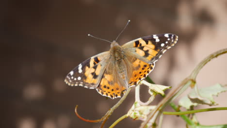 A-painted-lady-butterfly-resting-on-a-branch-after-feeding-on-nectar-and-pollinating-flowers-during-a-superbloom-of-wildflowers
