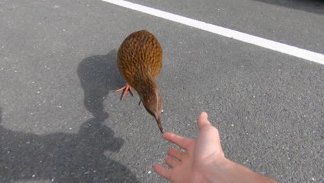 Un-Pájaro-De-Nueva-Zelanda-Busca-Comida-Y-Recoge-En-Un-Dedo-Humano