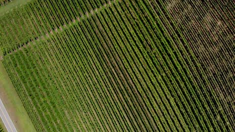 Aerial-view-of-vineyard-in-Georgia