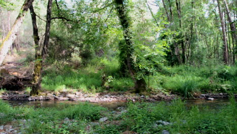 Shallow-river-runs-through-a-Mediterranean-forest,-on-a-Mediterranean-island
