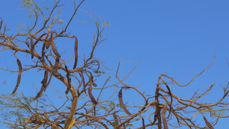 Empty-carob-tree-branches-in-winter-on-clear-day,-medium-shot