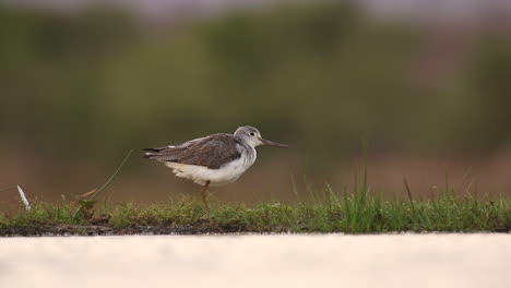 A-view-from-a-sunken-photographic-Lagoon-hide-in-the-Zimanga-Private-game-reserve-on-a-summer-day-of-birds-feeding-and-drinking-like-this-common-sandpiper
