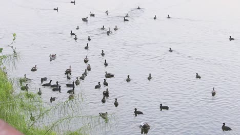Common-coots-and-spot-billed-ducks-and-comb-ducks-swimming-in-lake-water-I-birds-in-lake-stock-video