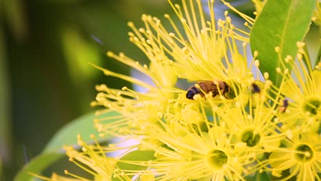 Una-Gran-Abeja-Himenóptera-Australiana-Trepa-Por-Una-Flor-Amarilla
