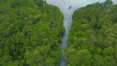 the-island-of-mangrove-forest