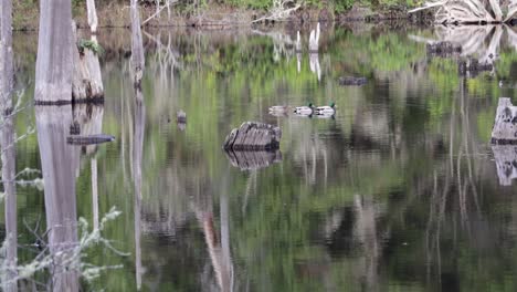 Three-ducks-floating-on-a-pond-with-reflections-of-green-leaves-and-dead-white-and-gray-looking-trees