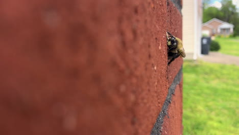 Bumblebee-on-a-brick-wall