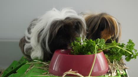 Two-cute-long-haired-guinea-pigs-eating-parsley-from-a-red-bowl
