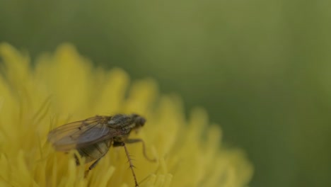 Horse-fly-on-a-dandelion