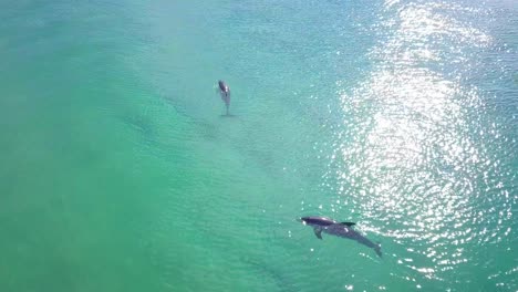 Impresionante-Vuelo-Matutino-Sobre-Dos-Delfines-En-Un-Océano-Salvaje-Y-Colorido,-Australia