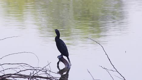 Gran-Pájaro-Cormorán-Descansando-En-Una-Rama-Cerca-De-La-Orilla-De-Un-Lago-I-Gran-Pájaro-Cormorán-En-El-Lago-Almacen-De-Video
