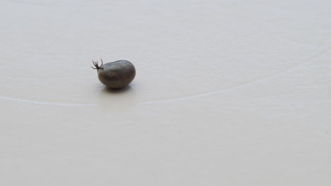 Tick-laying-upside-down-on-a-white-background,-moving-legs-and-arms