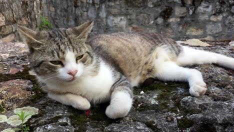 Mascota-Gato-Soñoliento-En-La-Pared-Del-Castillo