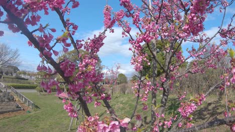 Kanhizakura-Japanische-Kirschblüte-Weht-Im-Wind-Im-öffentlichen-Park