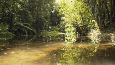 Dentro-De-La-Selva-Amazónica-Con-Un-Río-Limpio-Y-Tranquilo,-Plantas-Tropicales-Y-Luz-Solar