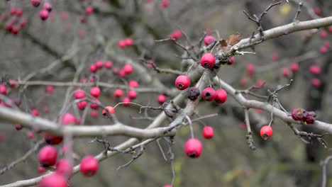 Close-Up-Of-Branch-With-Red-Autumn-Berries