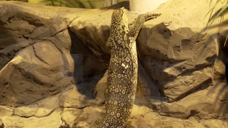 Monitor-lizard-trying-to-climb-a-rock